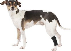 Labra Lightweight Dog Hock Brace, Small