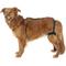 Show in main carousel: Labra Right Leg Dog Knee Brace, Large slide 1 of 7