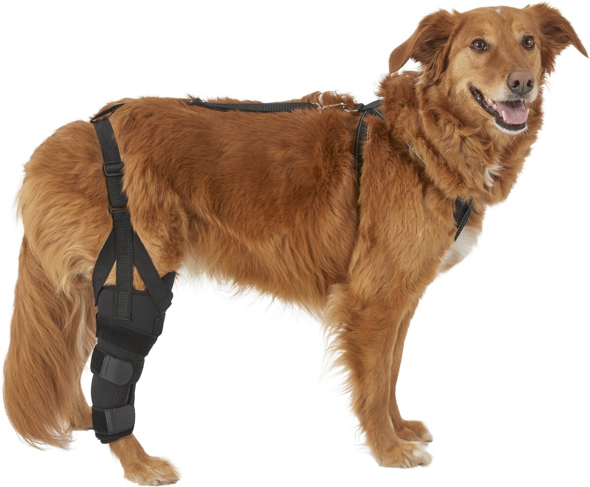 Labra Right Leg Dog Knee Brace