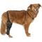 Show in main carousel: Labra Right Leg Dog Knee Brace, Large slide 6 of 7