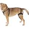 Show in main carousel: Labra Right Leg Dog Knee Brace, Medium slide 6 of 7