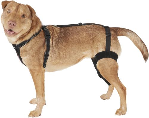 Show full view: Labra Right Leg Dog Knee Brace, Medium slide 6 of 7