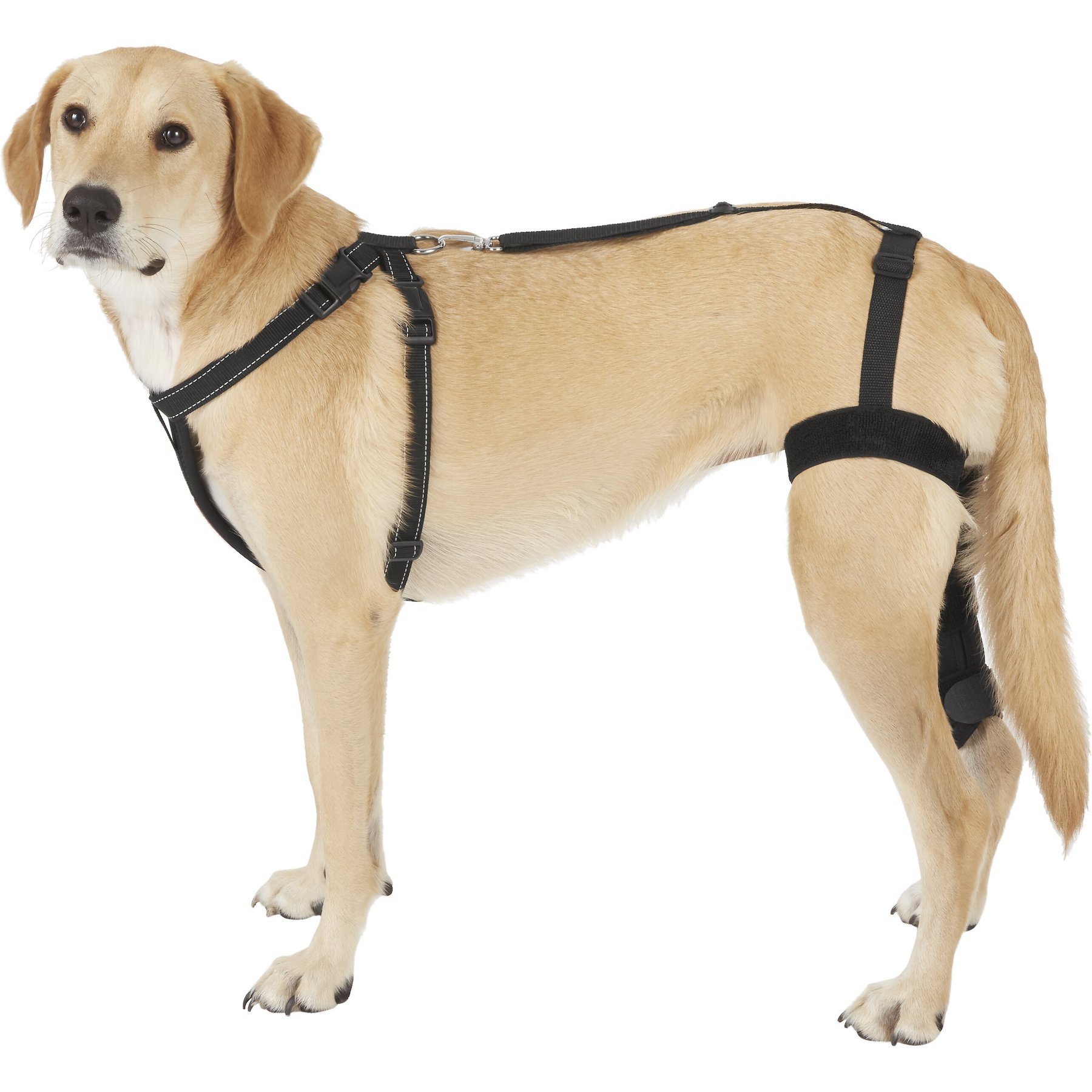 Labra Right Leg Dog Knee Brace, X-Large