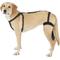 Show in main carousel: Labra Right Leg Dog Knee Brace, X-Large slide 1 of 7