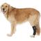 Show in main carousel: Labra Supportive Dog Hock Brace, Large slide 1 of 5