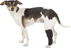Labra Supportive Dog Hock Brace, Small