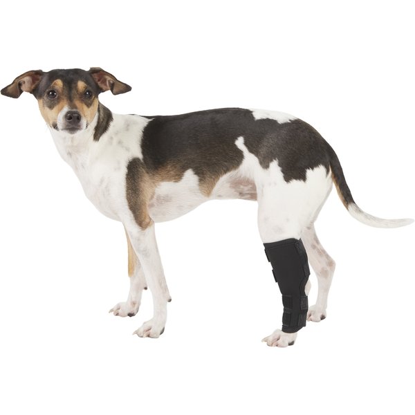 AGON Rear Hock Long Leg Dog Brace, Large - Chewy.com