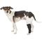 Show in main carousel: Labra Supportive Dog Hock Brace, Small slide 1 of 5