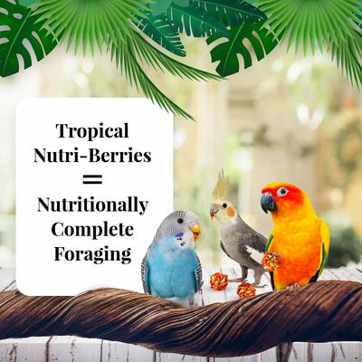 Show full view: Lafeber Tropical Fruit Nutri-Berries Cockatiel, Parakeet & Lovebird Bird Food, 10-oz bag slide 4 of 9
