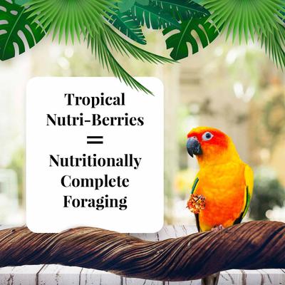 Show full view: Lafeber Tropical Fruit Nutri-Berries Conure Food, 10-oz bag slide 4 of 9