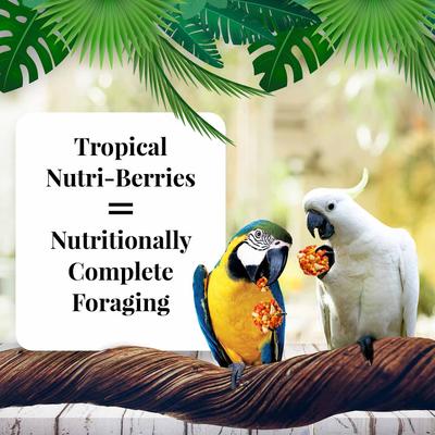 Show full view: Lafeber Tropical Fruit Nutri-Berries Macaw & Cockatoo Food, 10-oz bag slide 4 of 9
