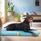 Show in main carousel: LaiFug Egg Cotton Flat Bolster Dog Bed with Removable Cover, Blue, Large slide 3 of 10