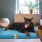 Show in main carousel: LaiFug Egg Cotton Flat Bolster Dog Bed with Removable Cover, Blue, Large slide 2 of 10