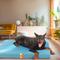 Show in main carousel: LaiFug Egg Cotton Flat Bolster Dog Bed with Removable Cover, Blue, Large slide 4 of 10