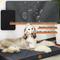 Show in main carousel: LaiFug Egg Cotton Flat Bolster Dog Bed with Removable Cover, Dark Grey, Large slide 4 of 12