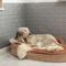 Show in main carousel: LaiFug Memory Foam Orthopedic Oval Dog Bed, Chocolate, Large slide 6 of 7