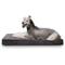 Show in main carousel: LaiFug Orthopedic Memory Foam Dog Bed, Gray & blue, Large slide 1 of 7