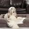 Show in main carousel: LaiFug Orthopedic Premium Memory Foam Dog Bed Sofa, Grey, Large slide 5 of 7