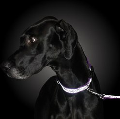 Lazer Brite Reflective Open-Design Adjustable Collar, Purple Daisy, 12-18-in slide 2 of 6
