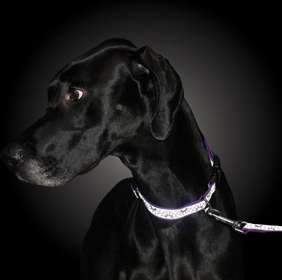 Show full view: Lazer Brite Reflective Open-Design Adjustable Collar, Purple Daisy, 12-18-in slide 2 of 8