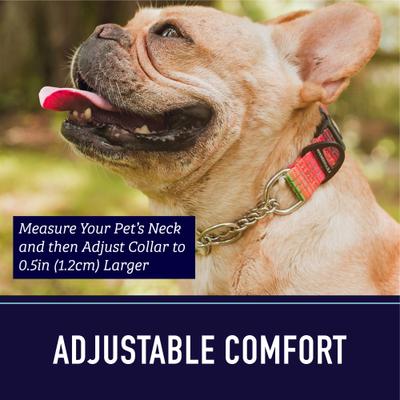 Show full view: Leash Boss Chain Martingale Dog Collar, Blue, Medium slide 6 of 10