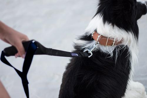 Show full view: Leash Boss Original Heavy Duty Two Handle No Pull Double Dog Leash, Black, 5-ft slide 3 of 9