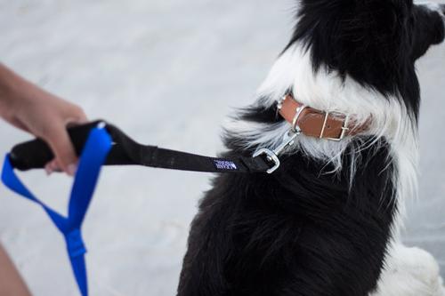 Show full view: Leash Boss Original Heavy Duty Two Handle No Pull Double Dog Leash, Blue, 5-ft slide 3 of 9