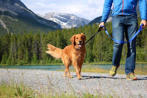 Show full view: Leash Boss Original Heavy Duty Two Handle No Pull Double Dog Leash, Blue, 5-ft slide 4 of 9
