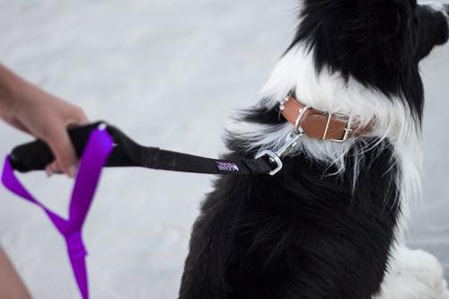 Show full view: Leash Boss Original Heavy Duty Two Handle No Pull Double Dog Leash, Purple, 5-ft slide 3 of 9