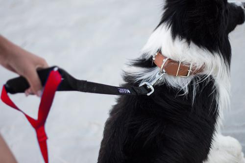 Show full view: Leash Boss Original Heavy Duty Two Handle No Pull Double Dog Leash, Red, 5-ft slide 3 of 9