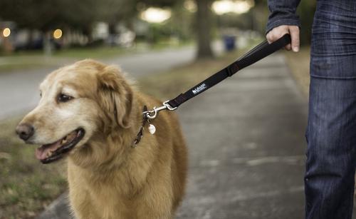 Show full view: Leash Boss Padded Handle Short Dog Leash, 1.5-ft slide 3 of 8