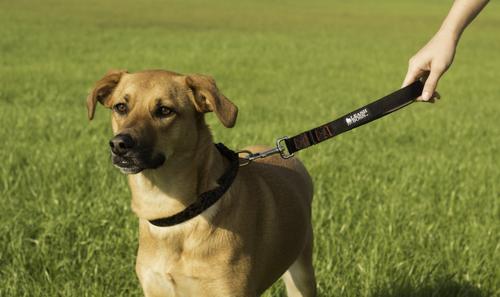 Show full view: Leash Boss Padded Handle Short Dog Leash, 1-ft slide 4 of 8