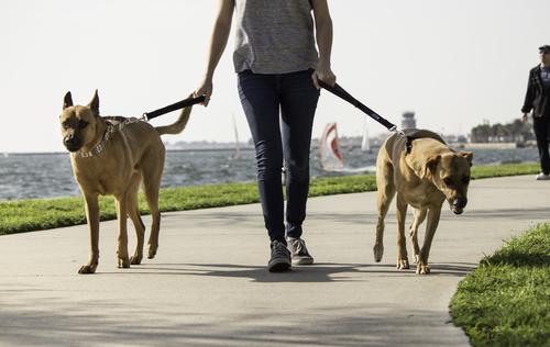 Show full view: Leash Boss Padded Handle Short Dog Leash, 1-ft slide 5 of 8