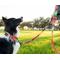 Show in main carousel: Leash Boss Patterned Bungee Extension, 18-in, Orange slide 5 of 6