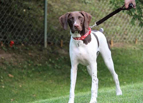 Show full view: Leash Boss Traffic Handle Short Dog Leash, 18-in slide 6 of 7