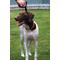 Show in main carousel: Leash Boss Traffic Handle Short Dog Leash, 18-in slide 7 of 7