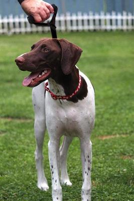 Show full view: Leash Boss Traffic Handle Short Dog Leash, 18-in slide 7 of 7