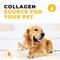 Show in main carousel: Left Coast Performance Chicken Bone Broth Powder Supplement for Dogs & Cats, 8-oz jar slide 5 of 10