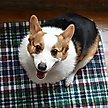Show in main carousel: Lennypads Ultra Absorbent Washable Dog Pee Pads, Green Plaid, Jumbo 48 x 48-in, Unscented slide 6 of 9