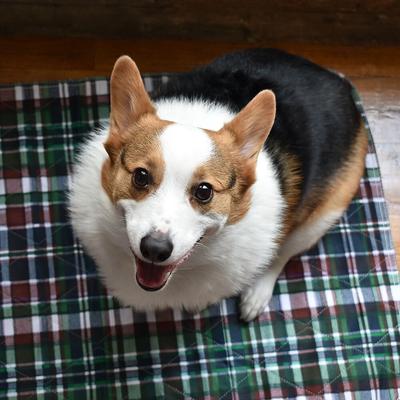 Show full view: Lennypads Ultra Absorbent Washable Dog Pee Pads, Green Plaid, X-Large Long: 24 x 36-in, Unscented slide 6 of 9
