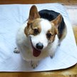 Show in main carousel: Lennypads Ultra Absorbent Washable Dog Pee Pads, White, XX-Large: 36 x 36-in, 1 count, Unscented slide 6 of 9