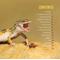Show in main carousel: Leopard Gecko Manual slide 2 of 7