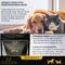 Show in main carousel: Lexelium Immune Acyive Dog & Cat Supplement, 7-oz bag slide 3 of 9