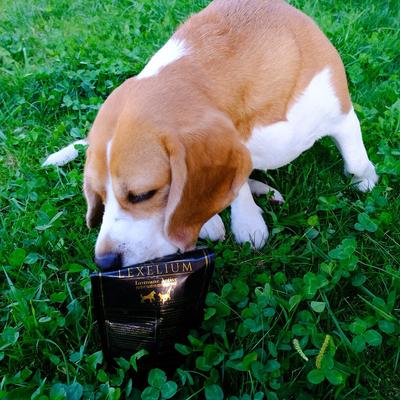 Show full view: Lexelium Immune Acyive Dog & Cat Supplement, 7-oz bag slide 6 of 9