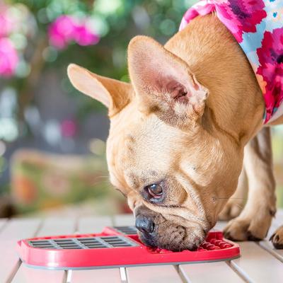 Show full view: LickiMat Slomo Non-Skid Thermoplastic Rubber Dog Bowl, Green, Standard slide 5 of 7