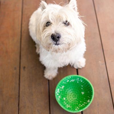 Show full view: LickiMat Wobble BPA-Free Rubber Dog Bowl, Purple, Standard slide 6 of 11