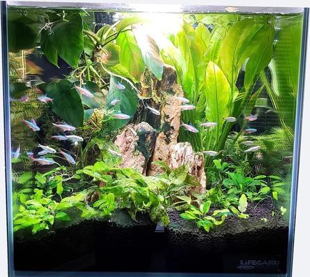 Show full view: Lifegard Crystal Aquarium with Side Filter, 3.8-gal slide 7 of 9