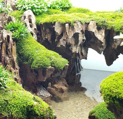 Show full view: Lifegard Dragon Songpi Ohko Rock 10 Gallon Kit slide 4 of 6