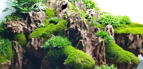 Show full view: Lifegard Dragon Songpi Ohko Rock 25 Gallon Kit slide 5 of 8