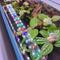 Show in main carousel: Lifegard Full Spectrum Led Aquarium Light, Black, 18-in slide 5 of 9
